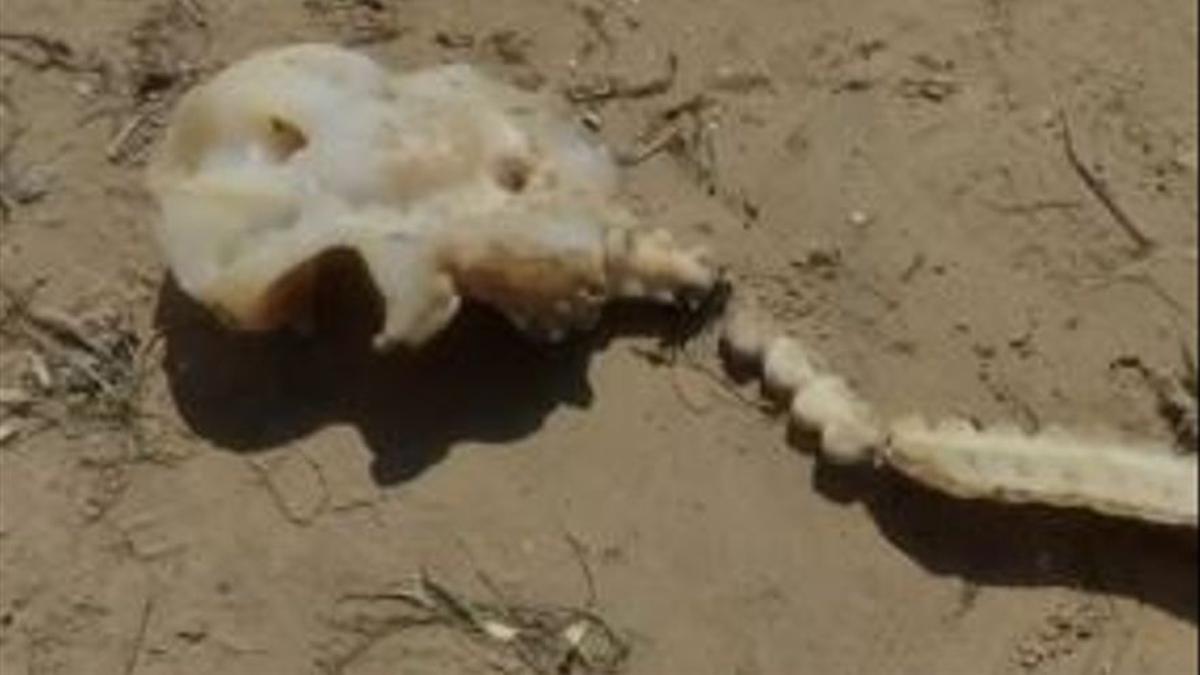 La cabeza del pez encontrado hoy en la playa de La Marina, en Elche .