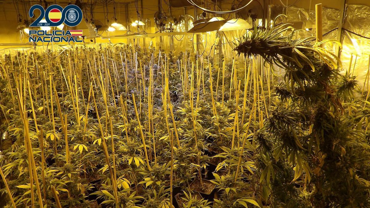 Desmantelan una plantación de marihuana en Molina de Segura.