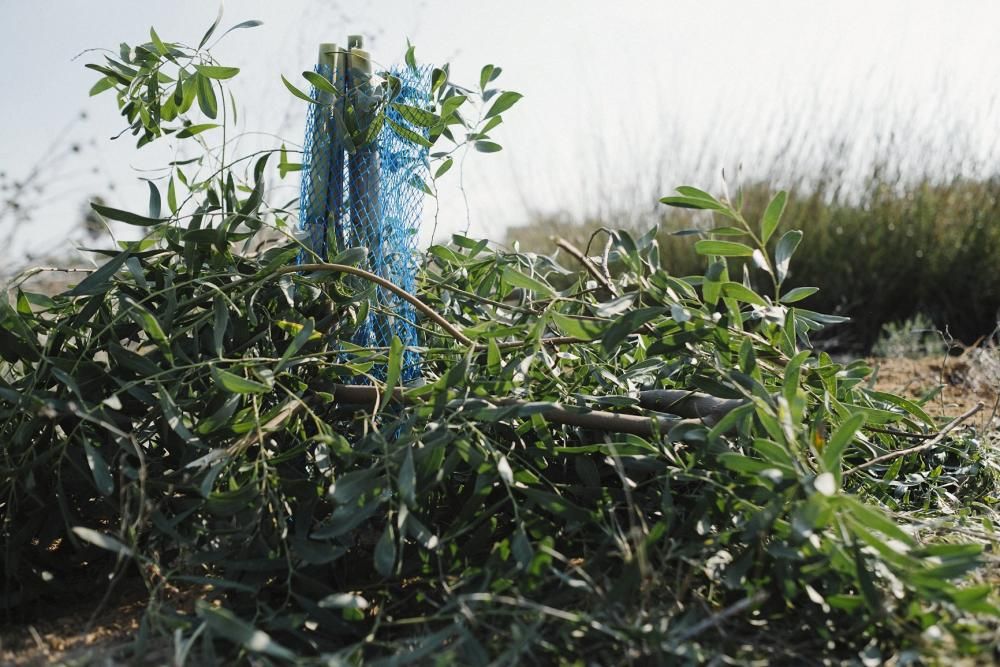 Plantación de especies autóctonas de alumnos del IES Mare Nostrum el día del arbol en el parque natural de las lagunas