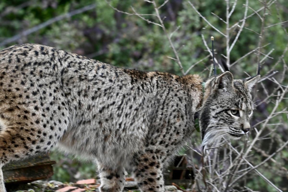 El lince Uraclio, tras varios meses asentado en la Comunidad de Madrid.