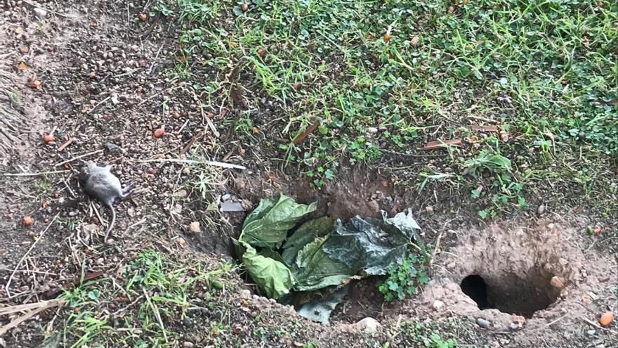 Un nido de ratas en el jardín de la avenida Ausiàs March. Con cadáver incluido