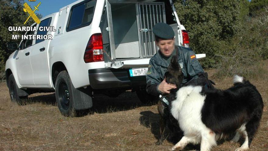 Los perros de la Guardia Civil viajarán con aire acondicionado