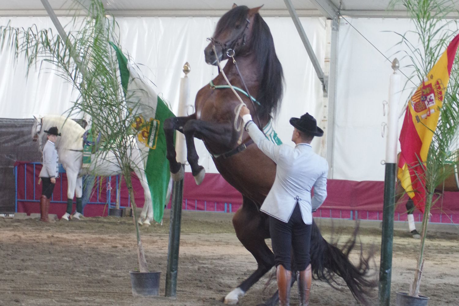 Feria de Málaga 2023 I El baile a caballo en el Centro de Exhibición Ecuestre del Real