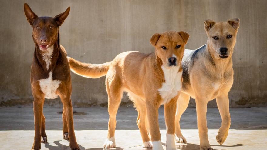 Llega la 20ª edición del Desfile de perros abandonados de A.U.P.A. y BIOPARC