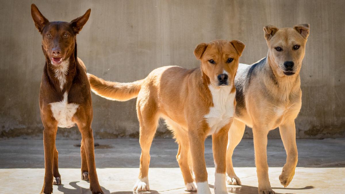 El domingo 29 de mayo a las 11.30h. la plaza de acceso del parque valenciano acogerá  la 20ª edición del Desfile de perros abandonados