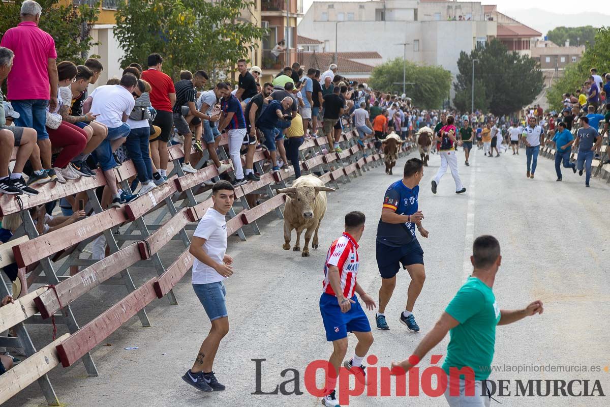 Segundo encierro de la Feria Taurina del Arroz en Calasparra