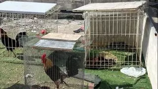 La Policía de Ibiza rescata a cinco gallos encerrados a pleno sol y en muy malas condiciones