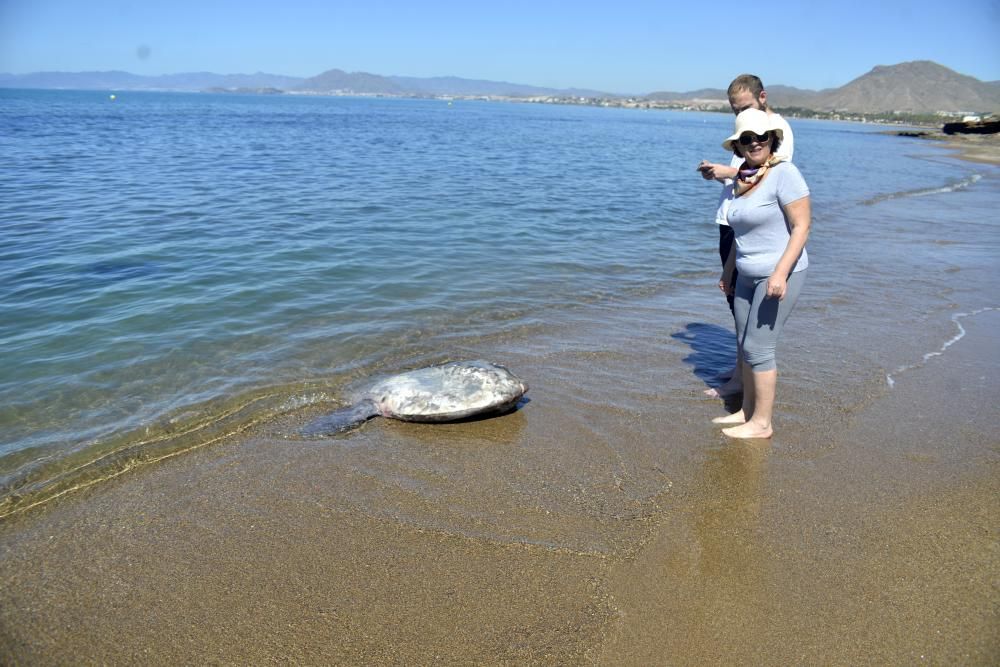 Encuentran un pez luna en La Azohía