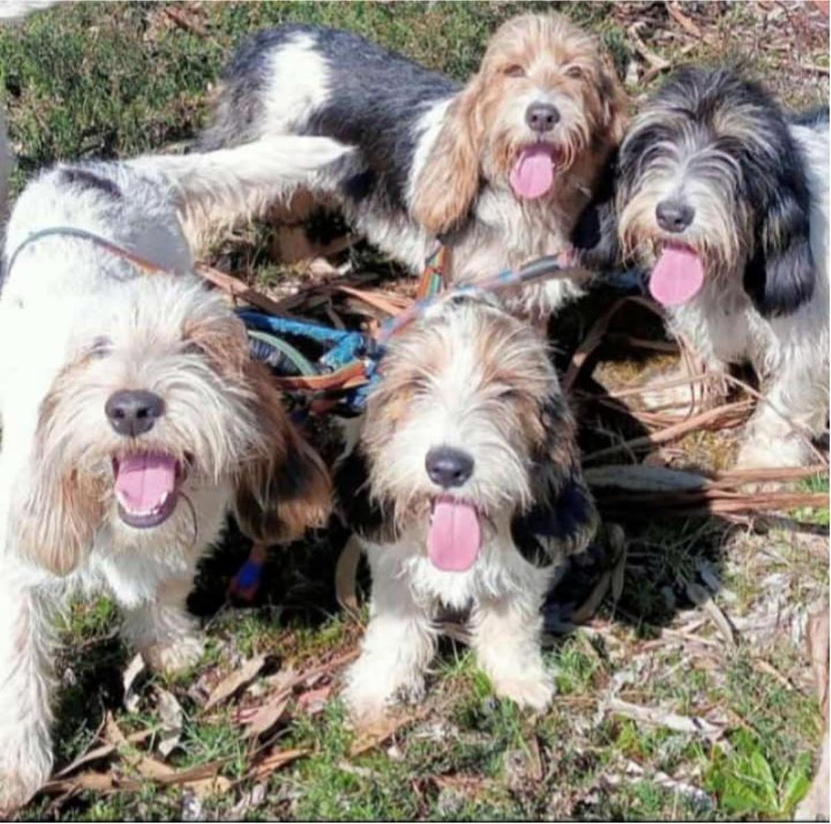 Cuatro de los perros de la raza Petit Basset Griffon robados en Rianxo.