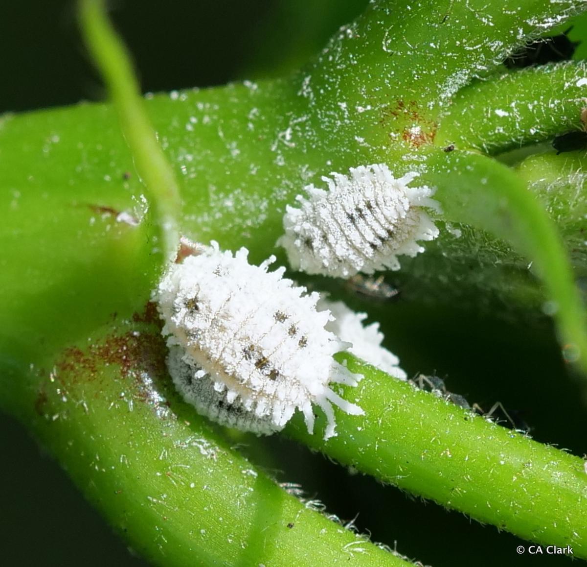 El cotonet detectado en la provincia de Alicante.