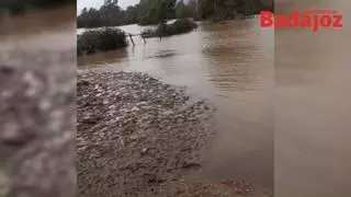 Un ganadero de Talavera la Real pide ayuda urgente: "La finca está aislada y temo perder mis animales"