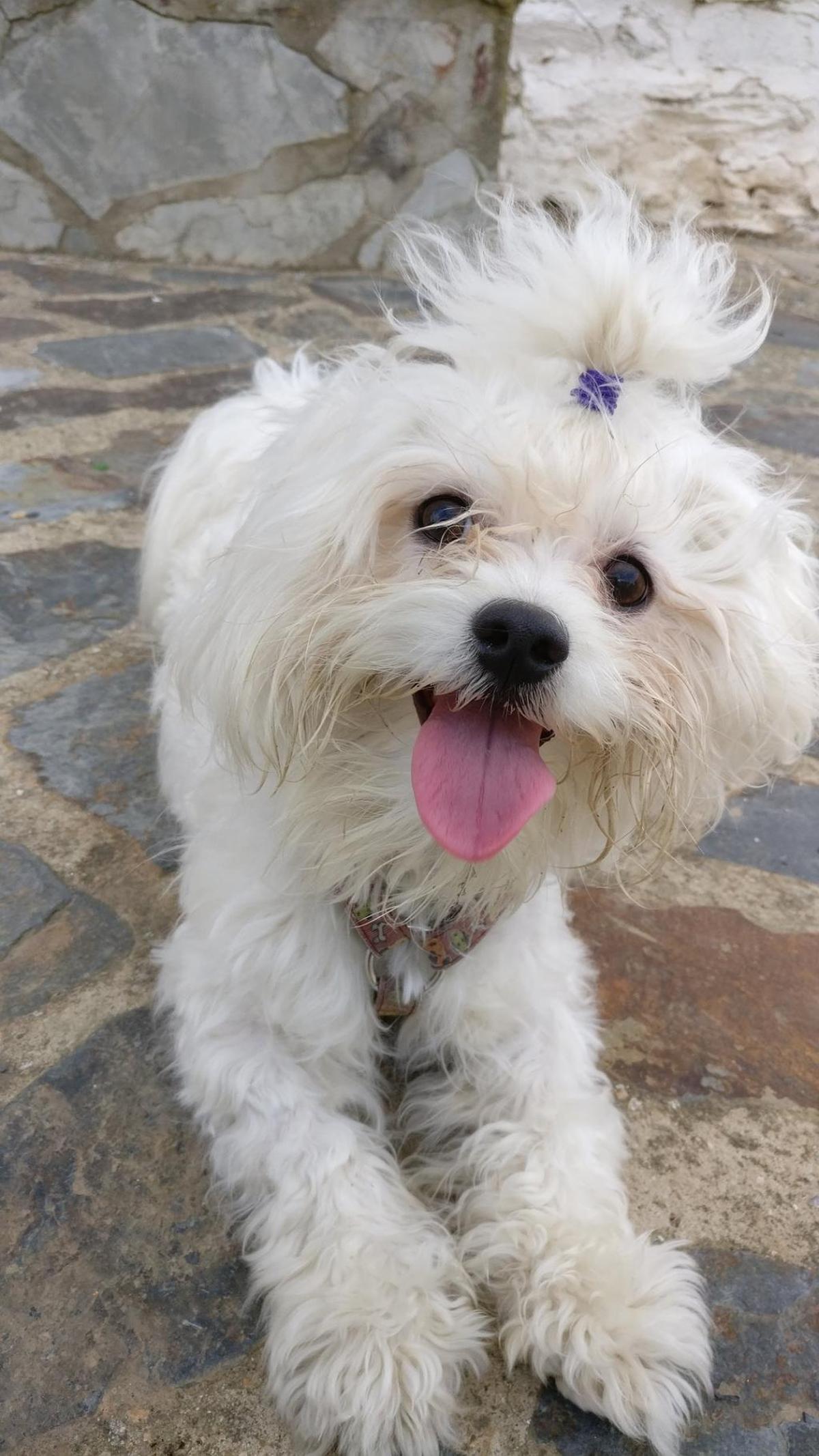 Cuidados del bichón maltés, todo para que tu perro luzca perfecto
