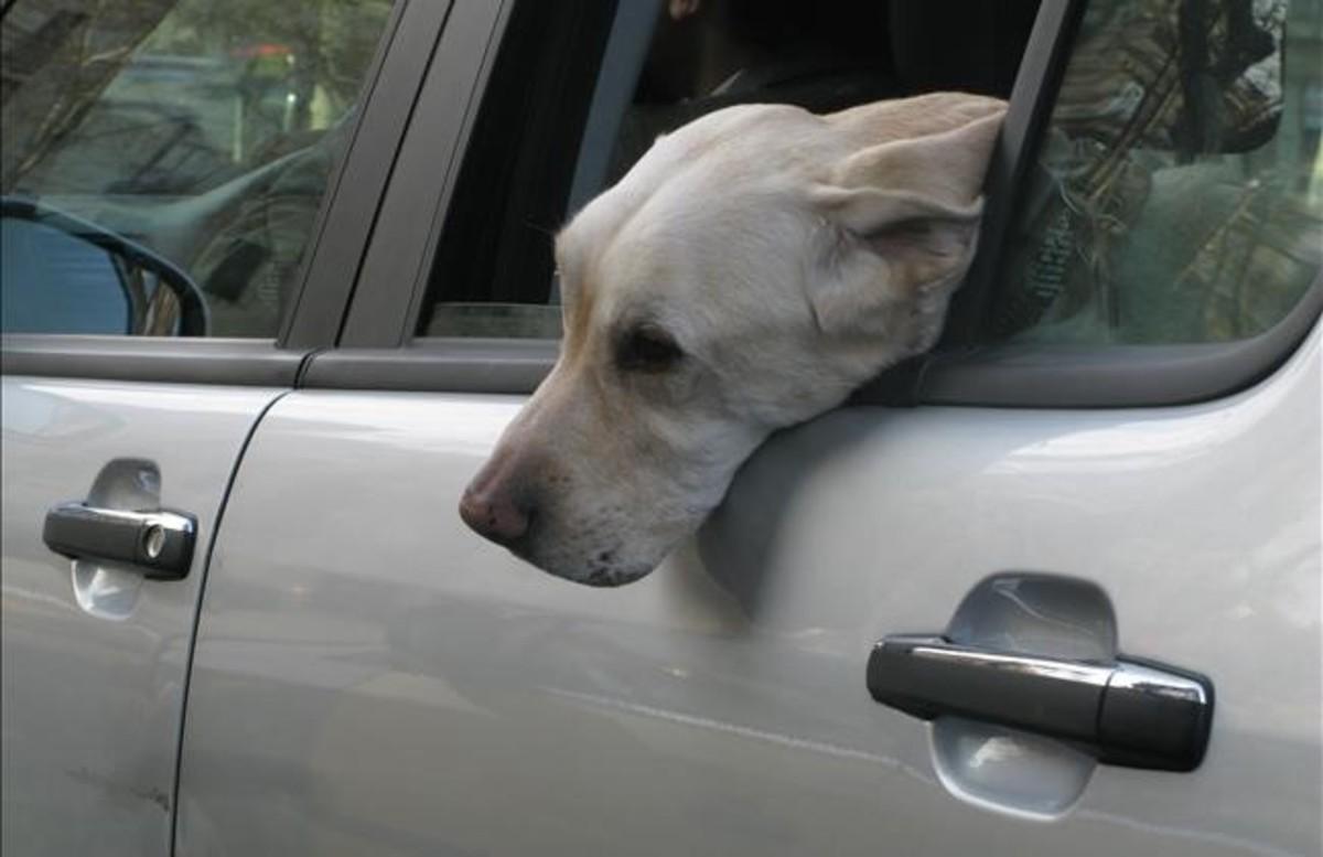 Un perro viaja en coche con la ventana bajada.