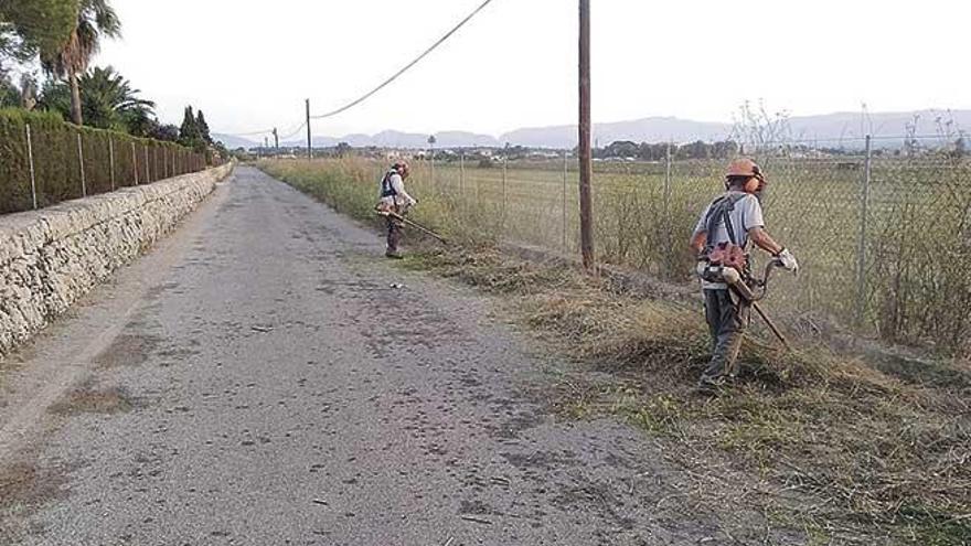 Dos operarios del área de Infraestructuras desbrozan un camino rural de Palma.