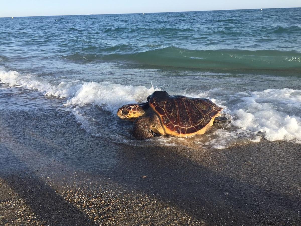 tortuga