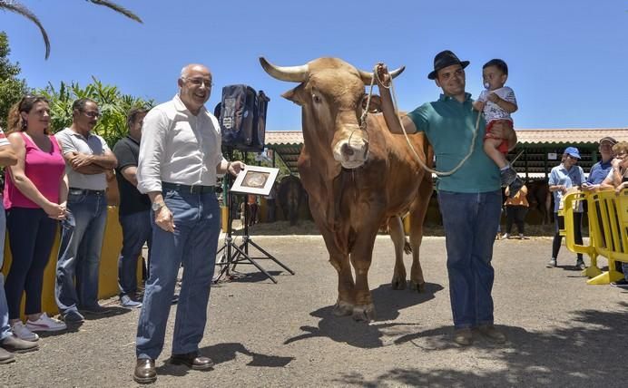 ARUCAS GRAN CANARIA A 28/05/2017 Entrega de premios concurso de ganado del Cabildo de Gran Canaria. FOTO: J.PÉREZ CURBELO