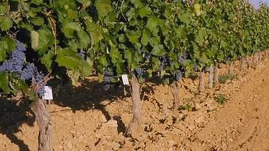 Plantaciones de viñedos de la variedad Monastrell.