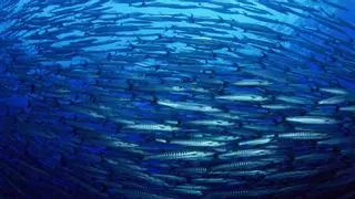 La economía del océano exige financiación y colaboración del sector privado para su sostenibilidad