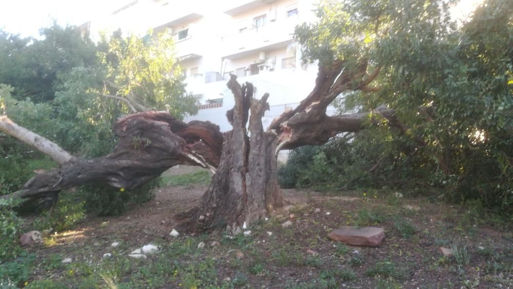 Daños por el viento en la Baronía