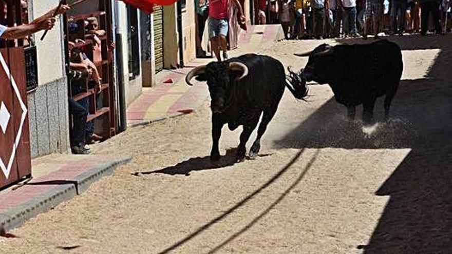 Dos toros en el encierro del domingo en Villaescusa.