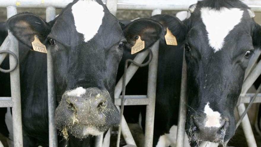 Vacas en su explotación láctea en Galicia.