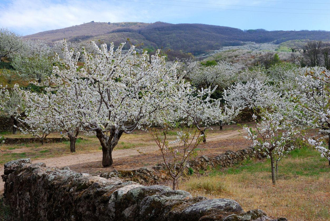 Cerezos en flor en el Valle del Jerte, Extremadura.
