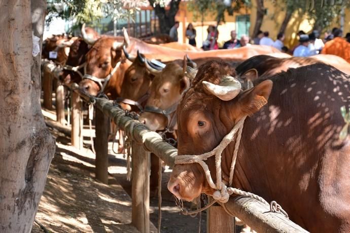 Feria de ganado, misa y procesión de San Miguel