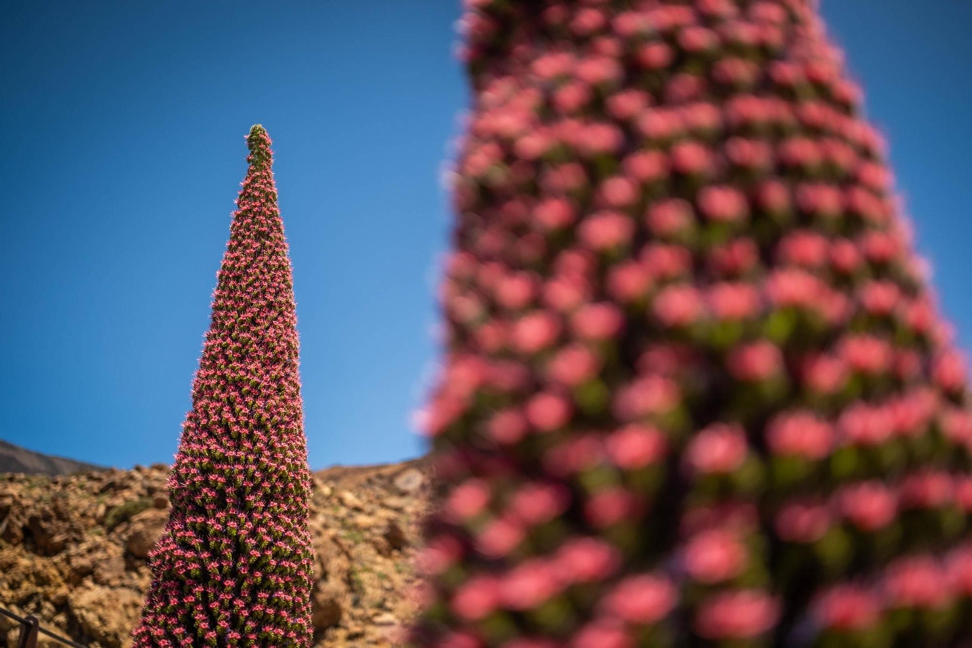 Tajinastes en Las Cañadas del Teide