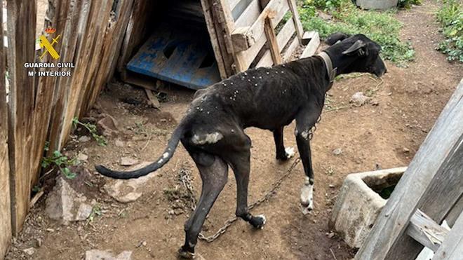 El Seprona de la Guardia Civil rescata 29 perros en condiciones precarias en La Aldea de San Nicolás, en Gran Canaria