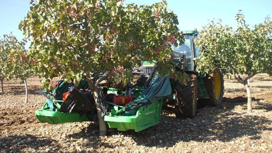 Cultivo de pistacheros en Tagarabuena (Toro).