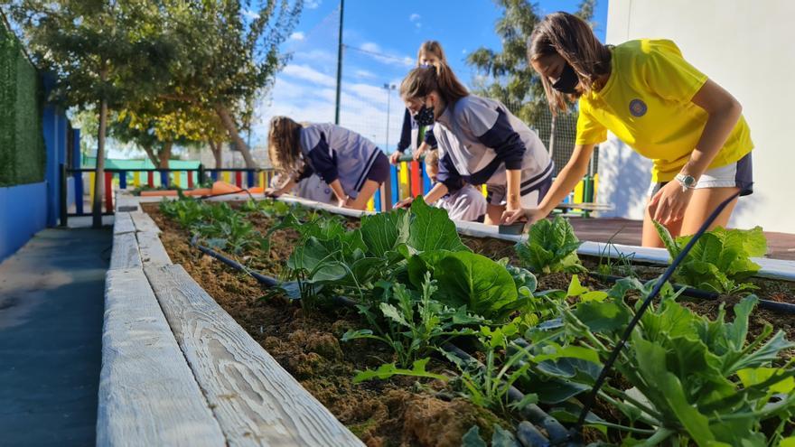 En la parte posterior del centro se dispone de tres jardineras construidas con palets reciciclados para el huerto ecológico