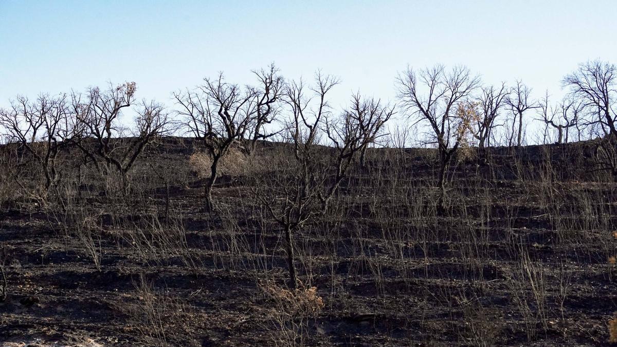 Zonas afectadas por el incendio de Niebla en las inmediaciones de Berrocal (Huelva), donde el fuego ha dejado un paisaje completamente calcinado