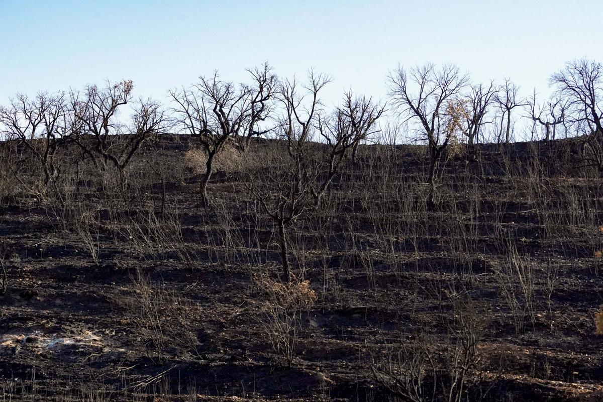 Zonas afectadas por el incendio de Niebla en las inmediaciones de Berrocal (Huelva), donde el fuego ha dejado un paisaje completamente calcinado