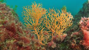 Ejemplar de gorgonia naranja (Leptogorgia sarmentosa) en las aguas de Barcelona.