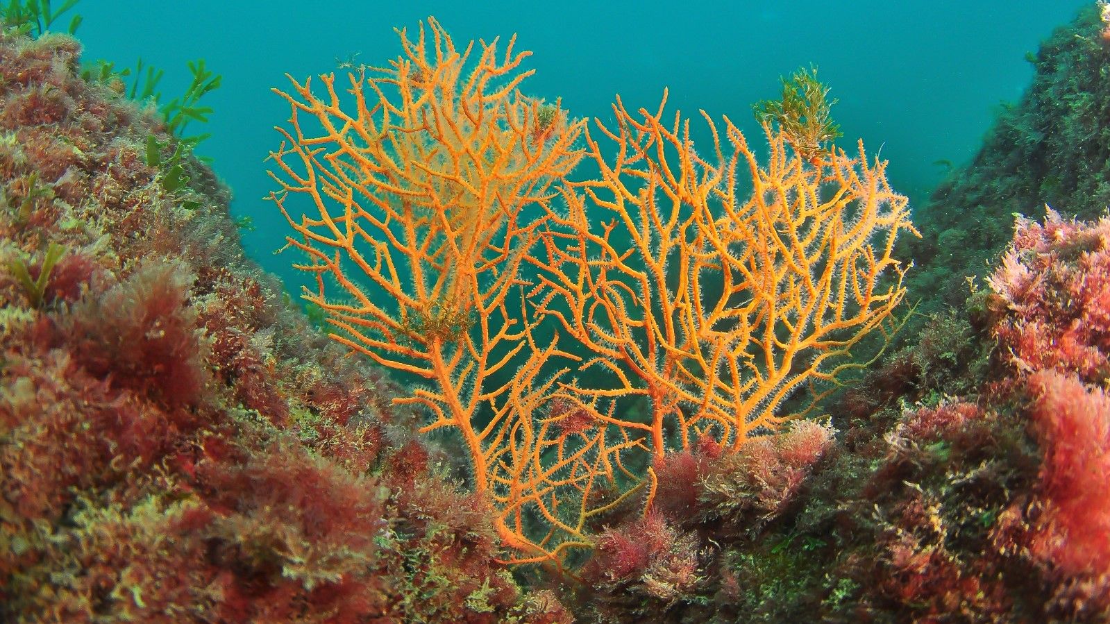 Ejemplar de gorgonia naranja (Leptogorgia sarmentosa) en las aguas de Barcelona