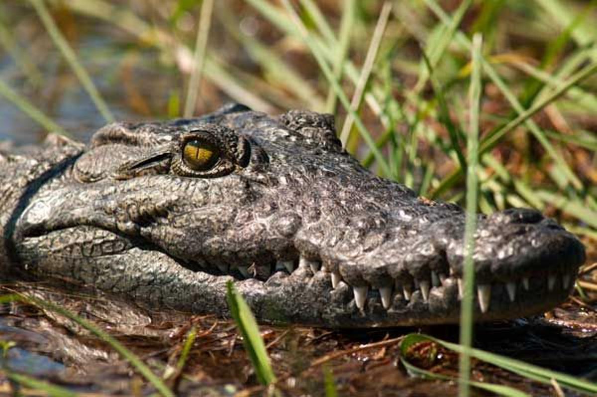 Ejemplar de cocodrilo en el delta del Okavango.
