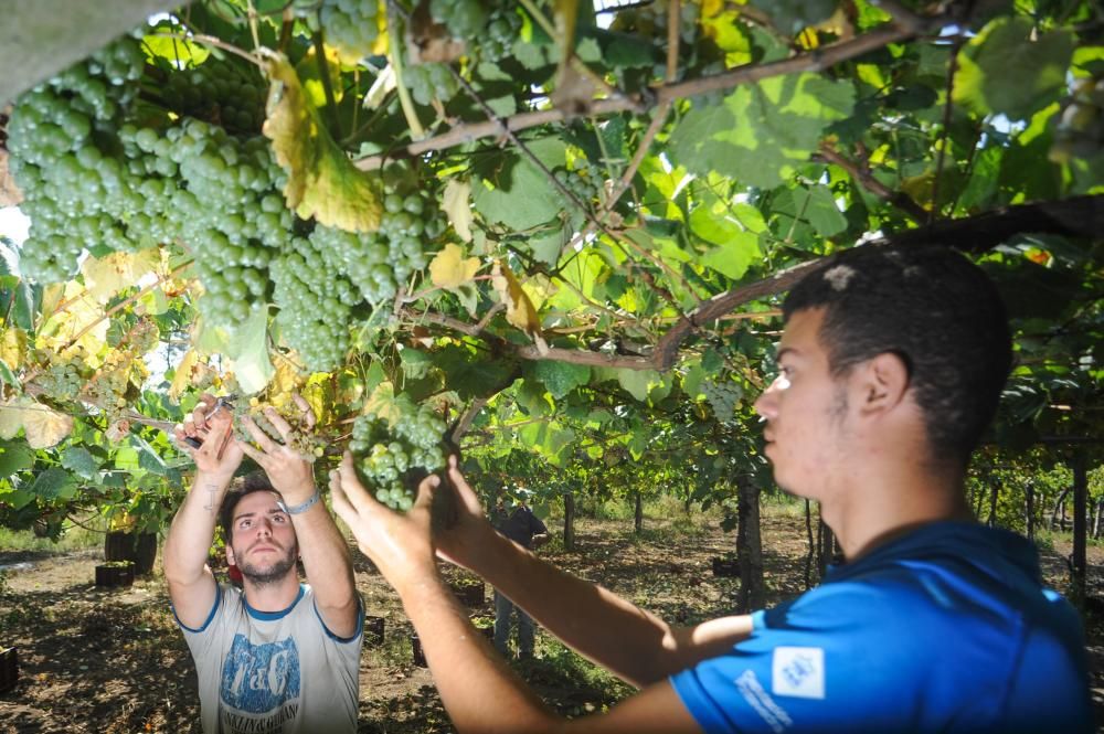 Primer fin de semana de vendimia en Rías Baixas