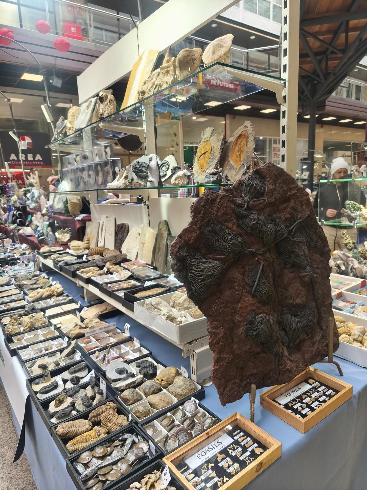 Diferentes fósiles en un expositor.