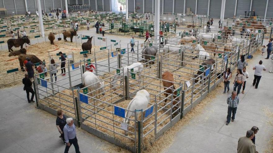 Feria Raíces en Ifeza.