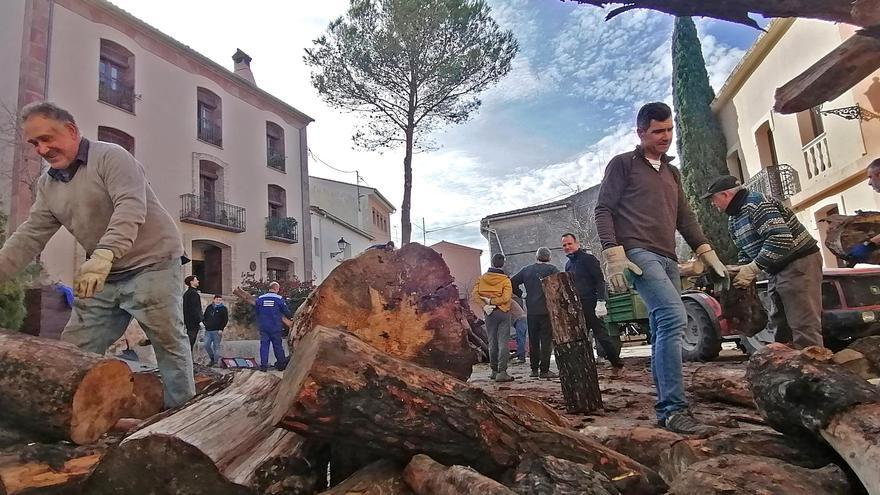 Alcalà de la Jovada se prepara para sus fiestas  de Sant Antoni con la &quot;Plantà del Pí&quot;