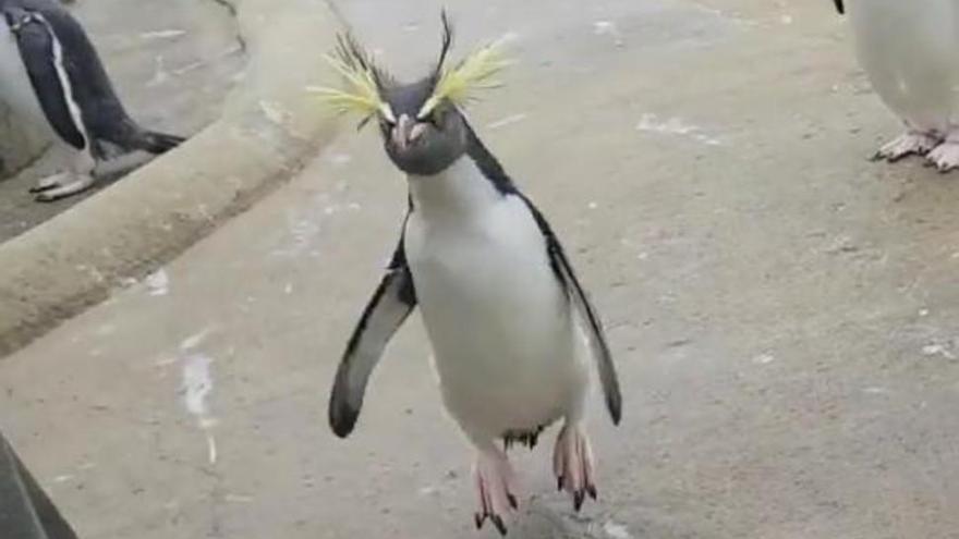 El vídeo viral del pingüino más feliz del mundo