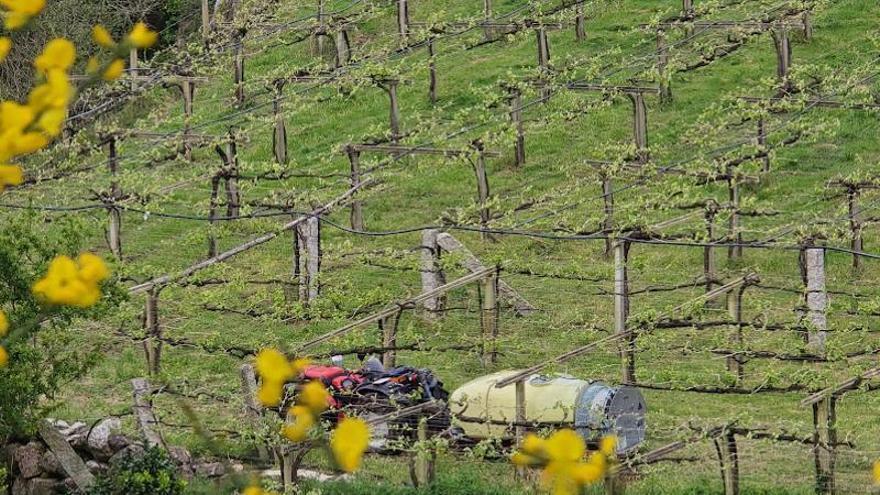 La brotación de la vid hará preciso tratamiento antimildiu en cuanto lleguen las lluvias
