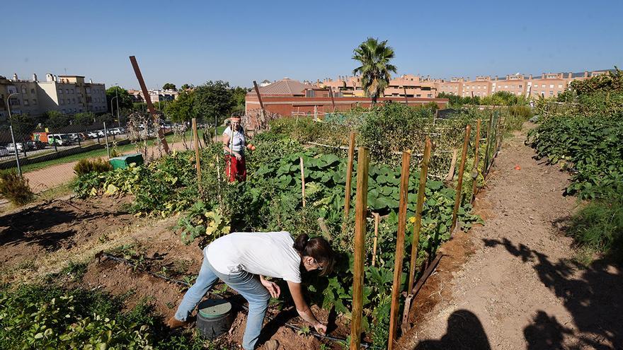 Los huertos urbanos están de moda en Córdoba