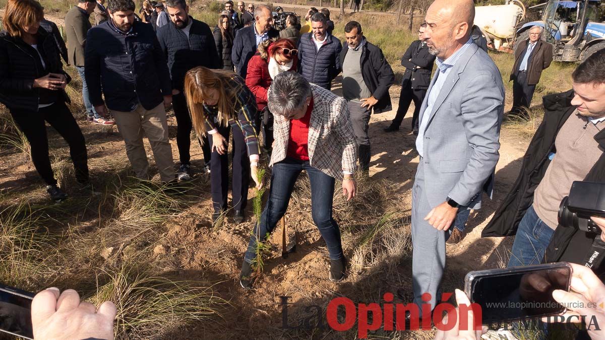 Bosque Disfrimur