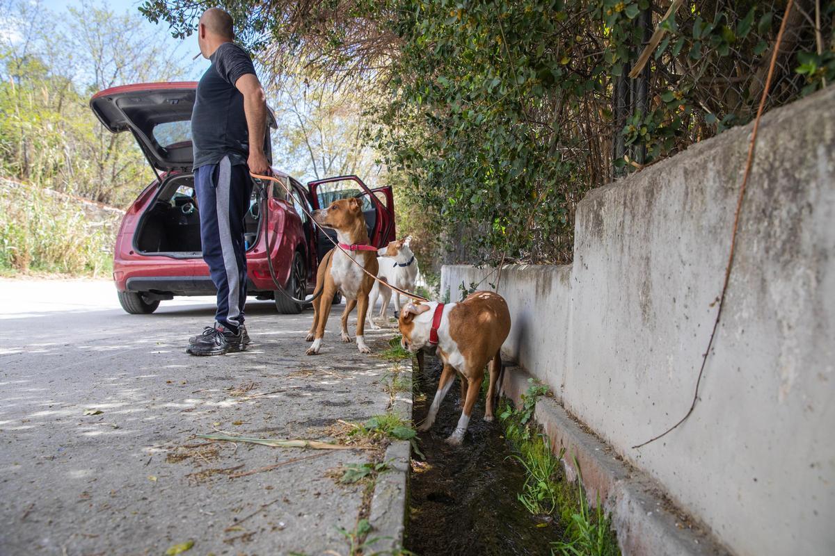 Unos perros se refrescan en la riera que forma la fuga de Canyet, en abril de 2023