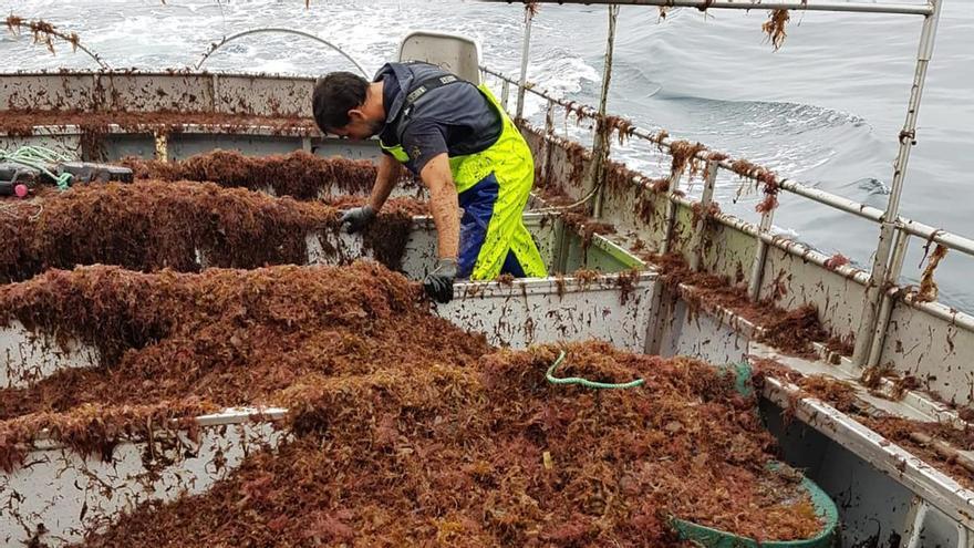 «Miedo» en la flota de la ría de Arousa ante la presencia del alga asiática en «cantidades industriales»