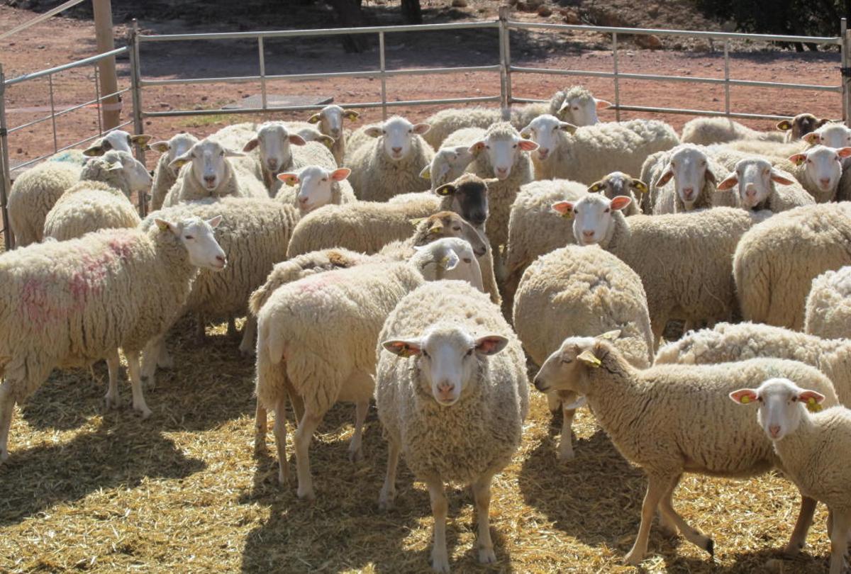 Nuevas técnicas de reproducción que garantizan el bienestar animal