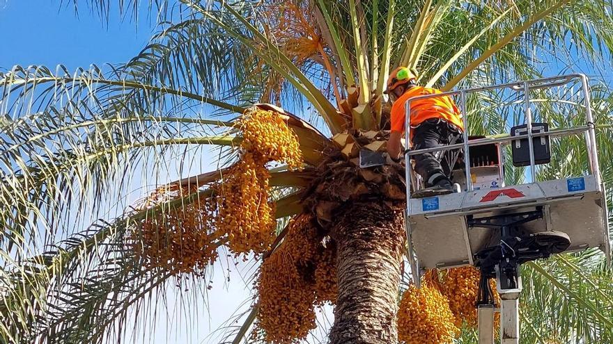 Detalle de uno de los operarios trabajando en una de las palmeras.