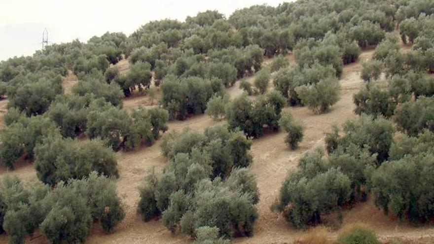 Las universidades de Córdoba y Cornell colaboran en la investigación contra la verticilosis del olivo