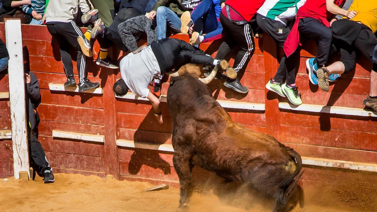 Un momento de la cogida durante el encierro.